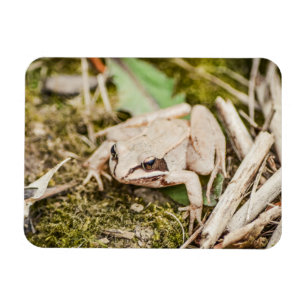 Hout Kikker Natuur Woodland Animals Magneet