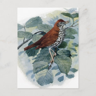 Hout Thrush op een Twig Briefkaart