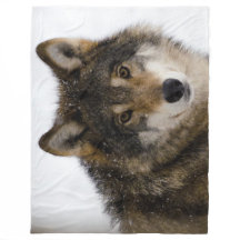 HOUT WOLF