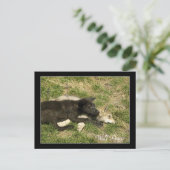 Hout Wolf Pups Wilde Dieren Briefkaarten (Staand voorkant)