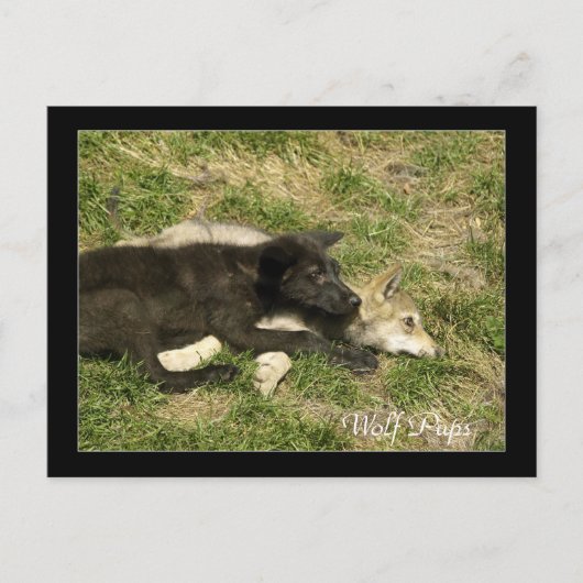 Hout Wolf Pups Wilde Dieren Briefkaarten (Voorkant)