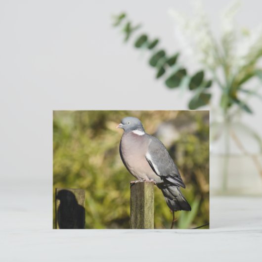 Houtduif Briefkaart (Staand voorkant)