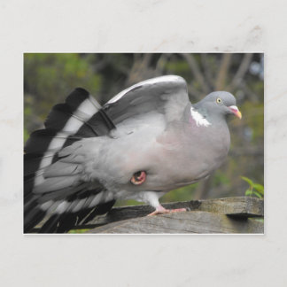 Houtduif Briefkaart