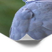 Houtduif Poster (Hoek)