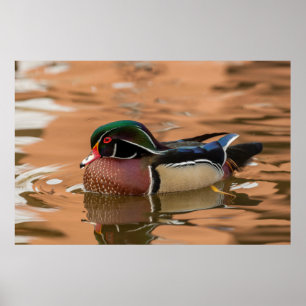 Houteenden zwemmen in water poster