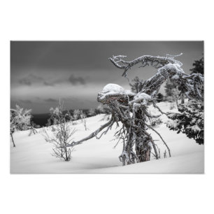 Houten alien in winterse omgeving in Finse Lapl Foto Afdruk
