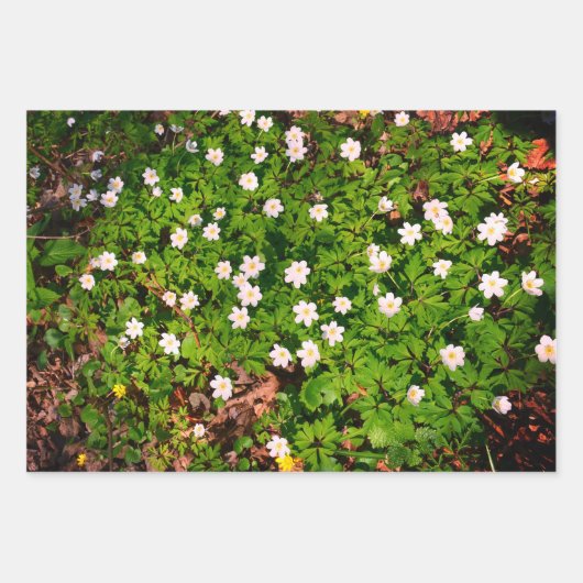 Houten anemoon, lentebloem inpakpapier vel (Voorkant)