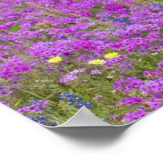 Houten art in het veld Phlox, Blauwe Bonnets met Poster (Hoek)