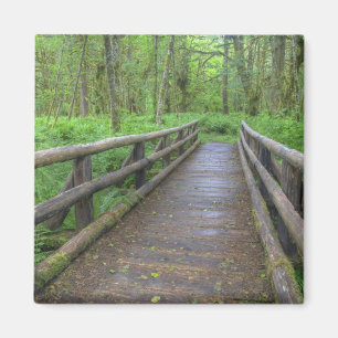 Houten brug op het Maple Glade pad, varens en Magneet