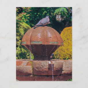 Houten Duivenfontein  Fotografie Briefkaart