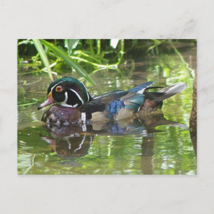 houten eend briefkaart