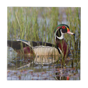 Houten eend in wetland tegeltje