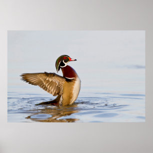 Houten eend mannetje dat met vleugels klappert in poster