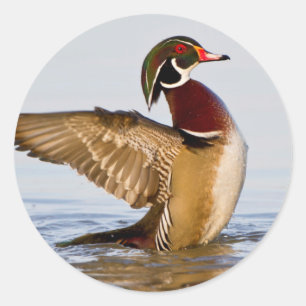 Houten eend mannetje dat met vleugels klappert in  ronde sticker
