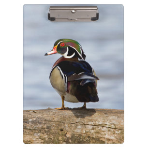 Houten eend mannetje op stam in wetland klembord