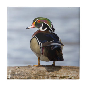 Houten eend mannetje op stam in wetland tegeltje