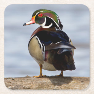 Houten eend mannetje op stam in wetland vierkante kartonnen onderzetter