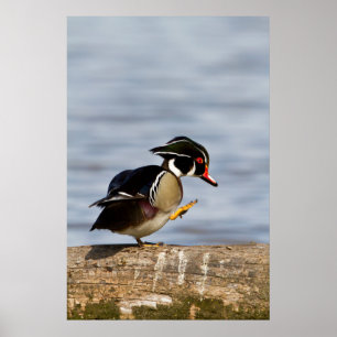 Houten eend op stam in wetland poster