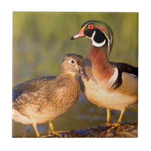 Houten eenden en vrouwtje op stam in wetland tegeltje