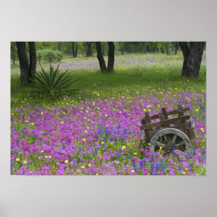 Houten kar in veld van Phlox, Blauwe Bonnets Poster