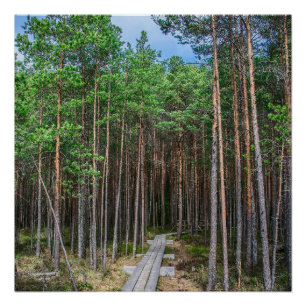 Houten spoor in dennenbos perfect poster