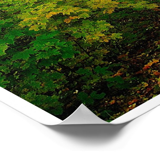 houtpad door het poster bomen VANAF 8.99 (Hoek)