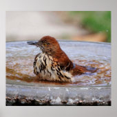 Houtspruw Poster (Voorkant)