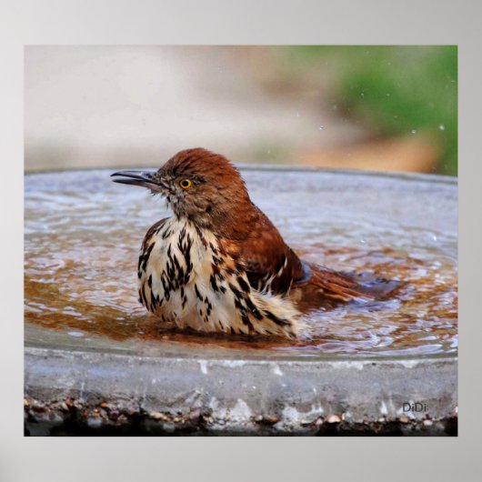 Houtspruw Poster (Voorkant)