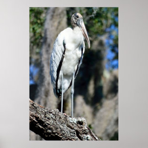 Houtwisk in het wild poster