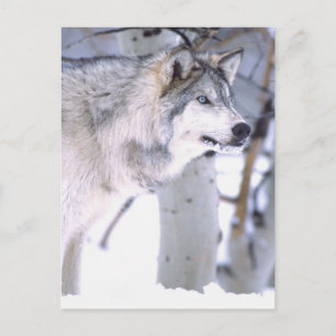 Houtwolf, Canis lupus, Film Dier Utah) Briefkaart