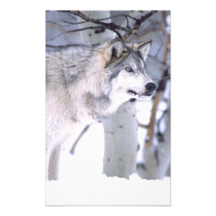 Houtwolf, Canis lupus, Film Dier Utah) Foto Afdruk