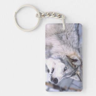 Houtwolf, Canis lupus, Film Dier Utah) Sleutelhanger