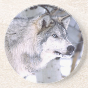 Houtwolf, Canis lupus, Film Dier Utah) Zandsteen Onderzetter
