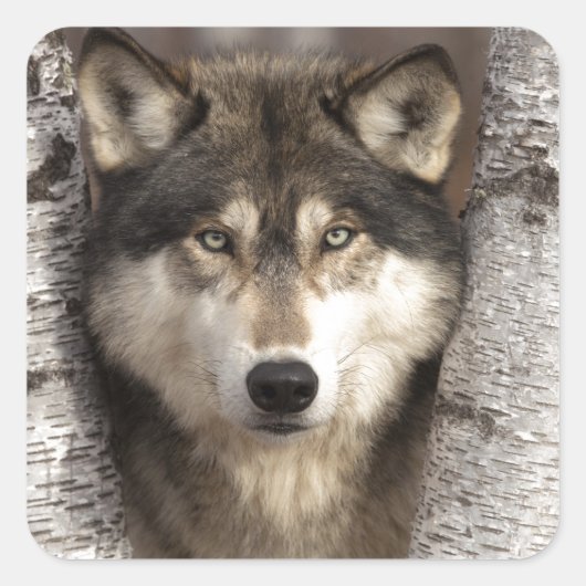 Houtwolf van Jim Zuckerman Vierkante Sticker (Voorkant)