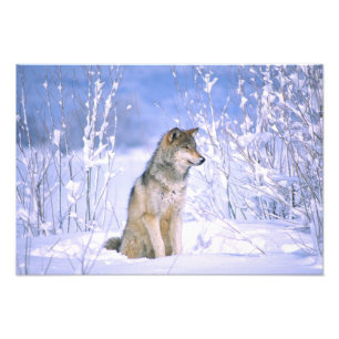 Houtwolf zittend in de sneeuw, Canis lupus, Foto Afdruk