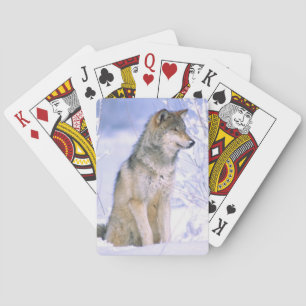 Houtwolf zittend in de sneeuw, Canis lupus, Pokerkaarten