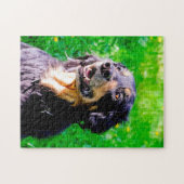 Hovawart Dog. Legpuzzel (Horizontaal)