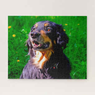 Hovawart hond. legpuzzel