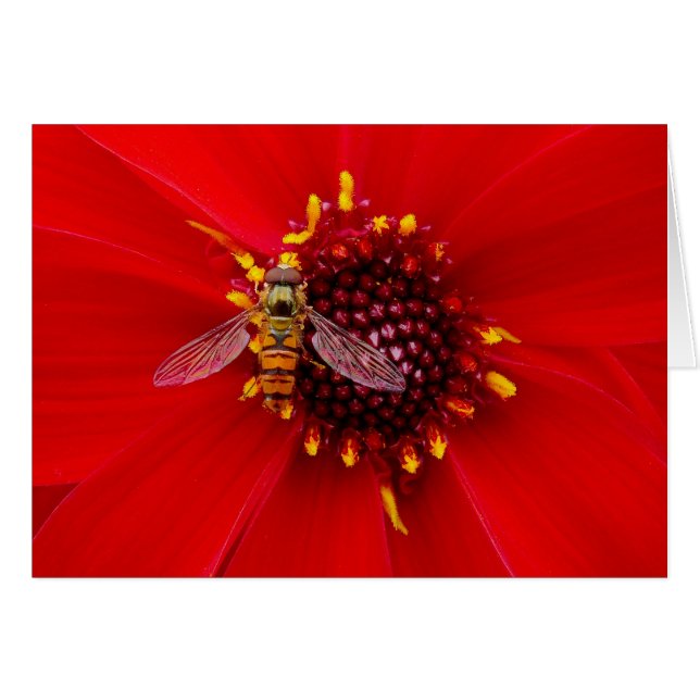 Hover Fly op een Dahlia (Voorkant Horizontaal)