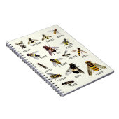 Hoverflies du R-U - carnet (Côté Droit)