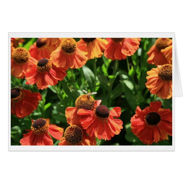 Hoverfly (Devant horizontal)