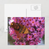Hoverfly-Briefkaart Briefkaart (Voorkant / Achterkant)