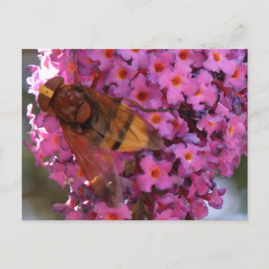 Hoverfly-Briefkaart Briefkaart (Voorkant)