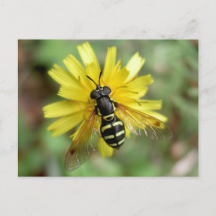 Hoverfly-briefkaart - Chrysotoxumfestivum Briefkaart