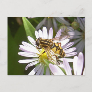 Hoverfly-Briefkaart - Helophilus Briefkaart