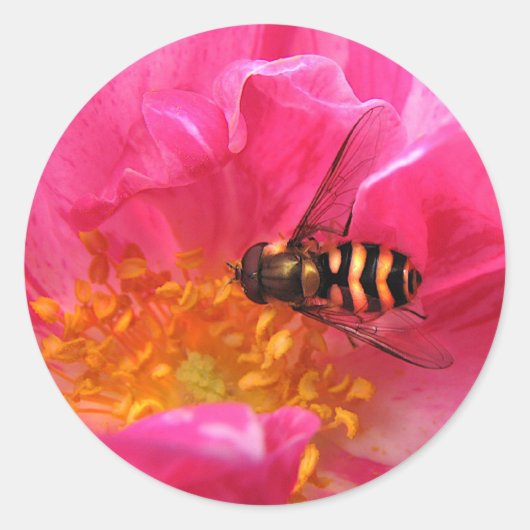 Hoverfly en Rosa Mundi Ronde Sticker (Voorkant)