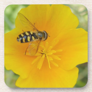 Hoverfly et le Dessous de verre californien de liè