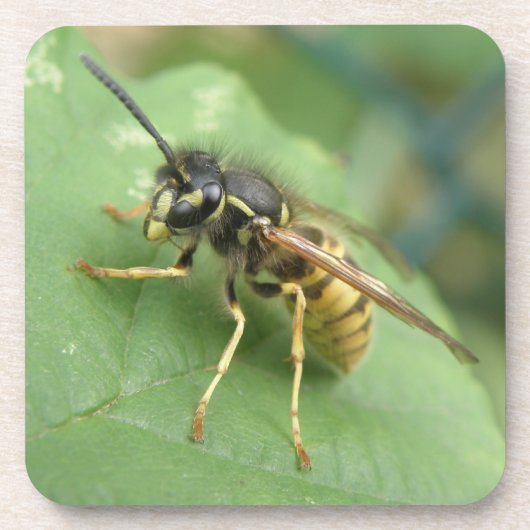 Hoverfly Macro Achterbaan Bier Onderzetter (Voorkant)