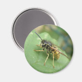 Hoverfly Macro Magnet Magneet (Voorkant / Achterkant)
