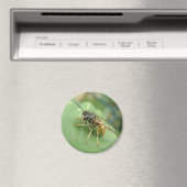 Hoverfly Macro Magnet Magneet (Insitu (Vaatwasser))